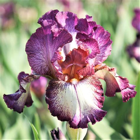 Bearded Iris, Iris Vrtova